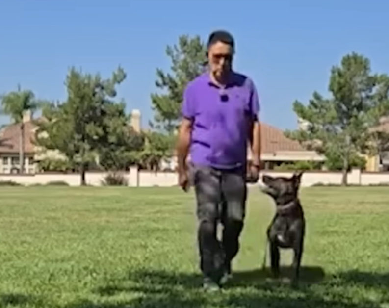 Christopher Railsback Dog Trainer Arrested After Multiple Pet Deaths - The American Retiree